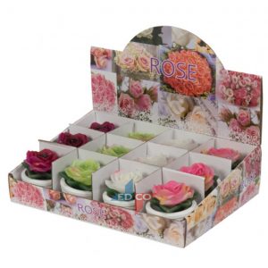 Small Candle Roses in Pots