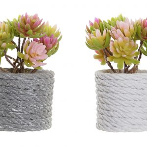 Cute decoration plants