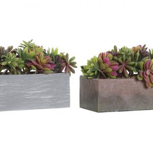Cute decoration plants
