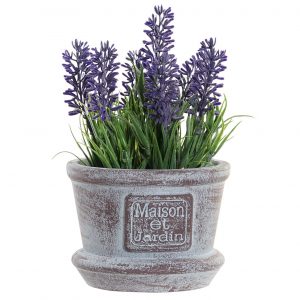 Cute decoration plants