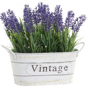 Cute decoration plants